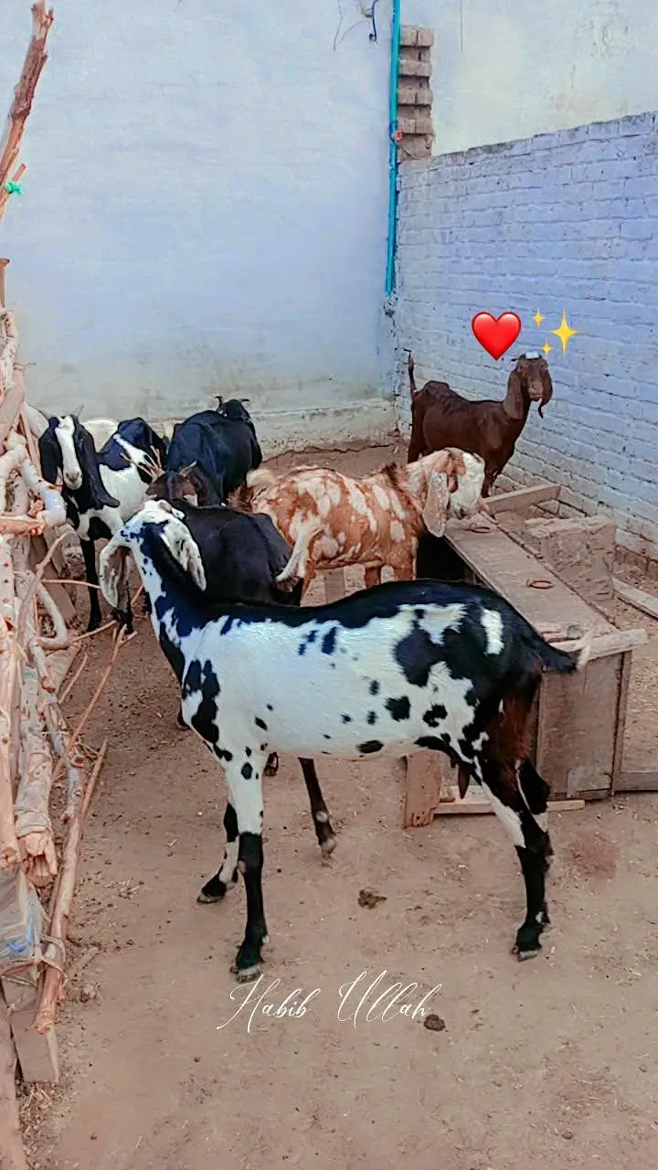 10 Goats For Sell (4 bakriyaan, 5 choty bachy, 1 Bakra) — photo 4