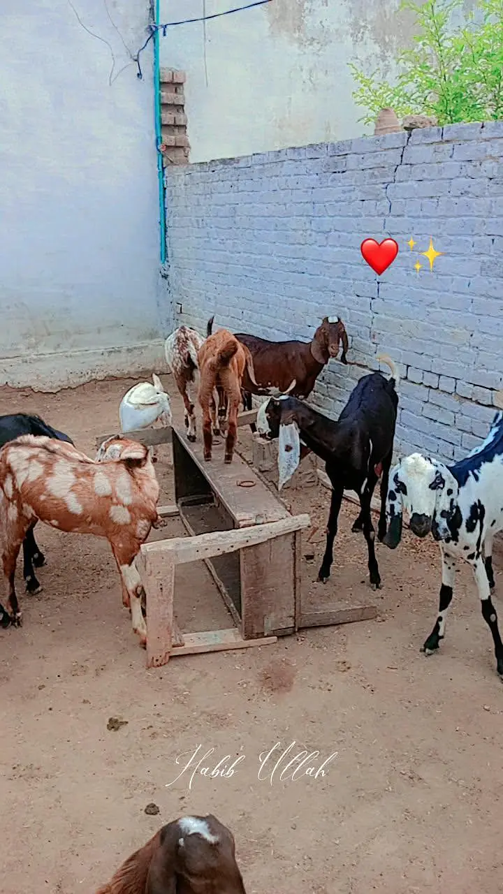 10 Goats For Sell (4 bakriyaan, 5 choty bachy, 1 Bakra) — photo 7