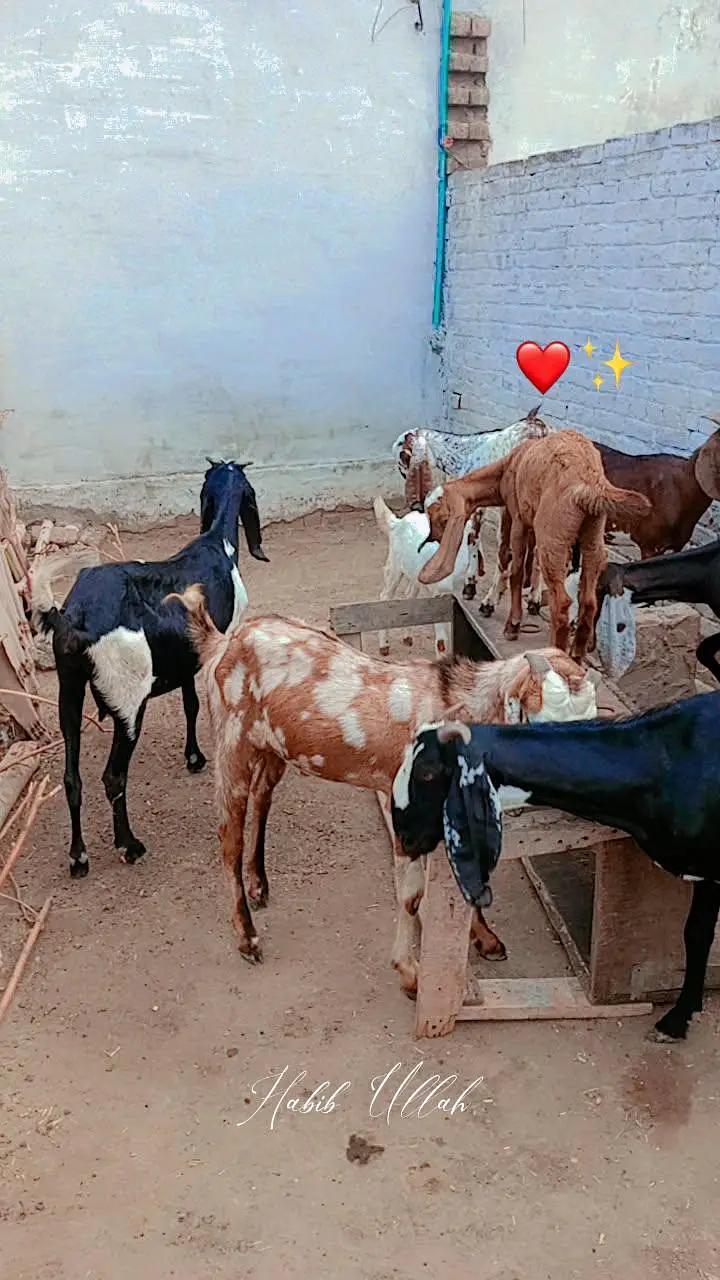 10 Goats For Sell (4 bakriyaan, 5 choty bachy, 1 Bakra) — photo 10