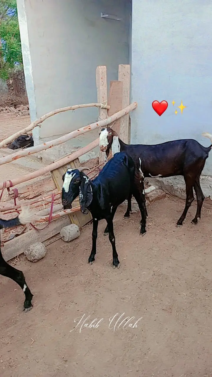 10 Goats For Sell (4 bakriyaan, 5 choty bachy, 1 Bakra) — photo 11