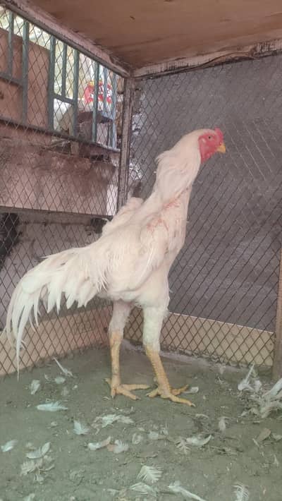 king size o shamo paper white breeder pair
