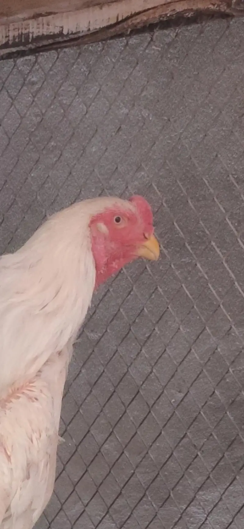king size o shamo paper white breeder pair — photo 2