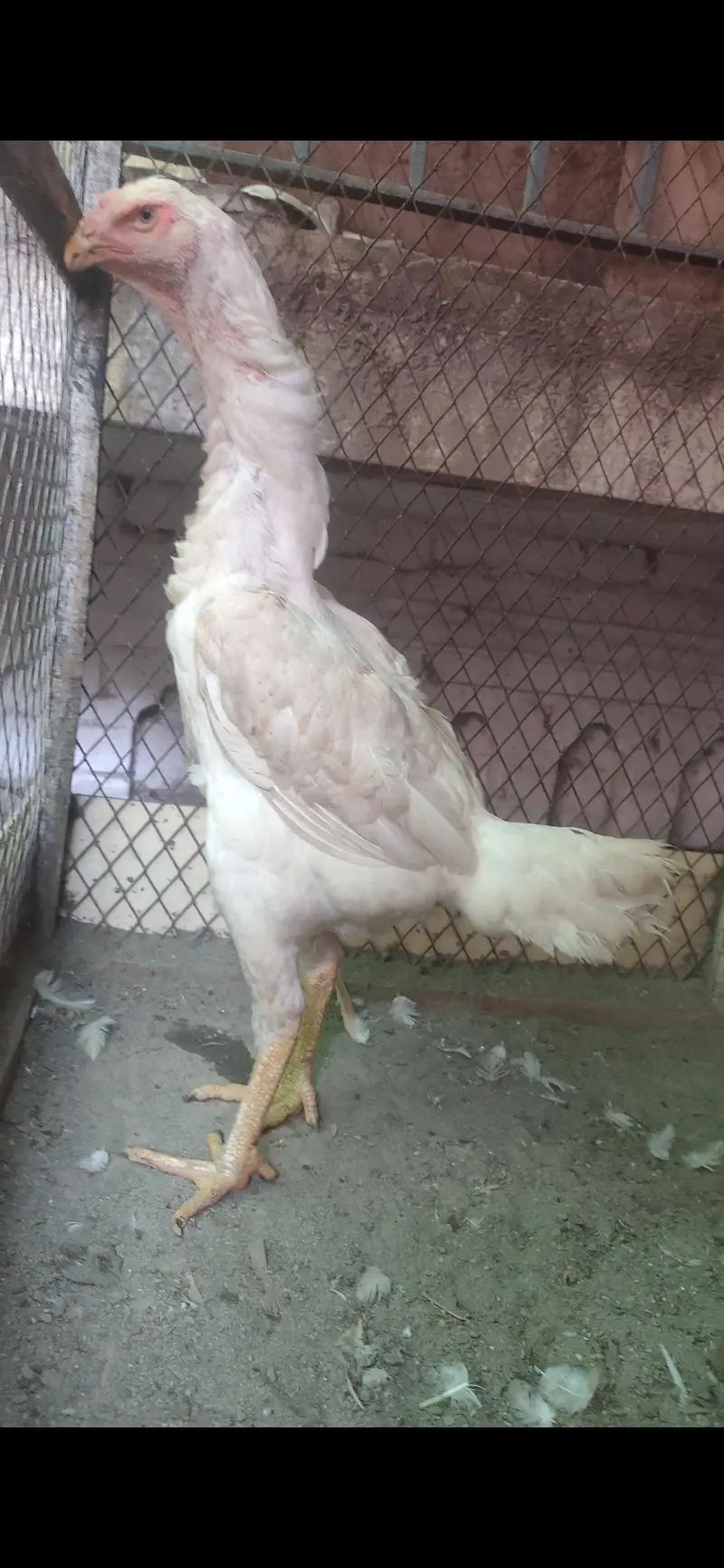 king size o shamo paper white breeder pair — photo 3
