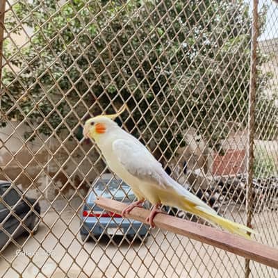 COCKATIEL