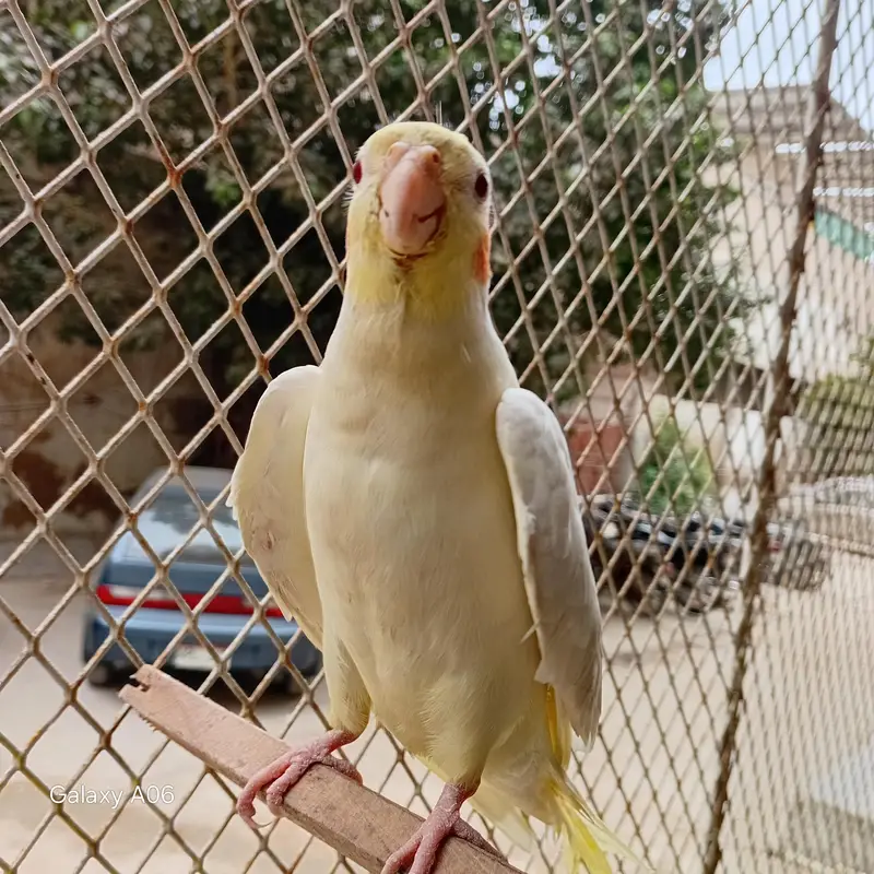 COCKATIEL — photo 3