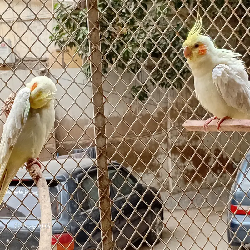 COCKATIEL — photo 4