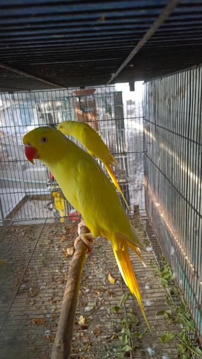 parrot