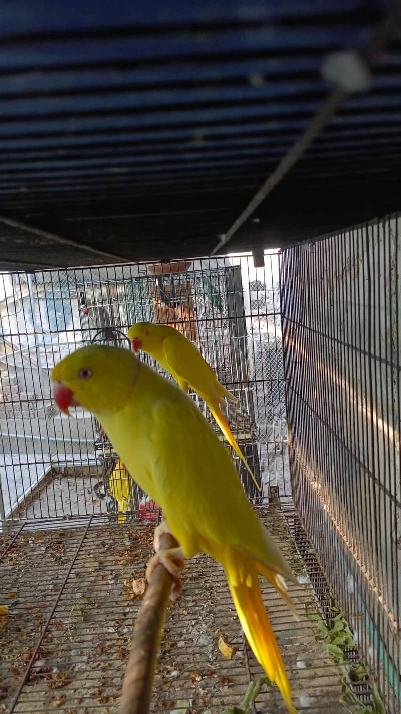 parrot 1