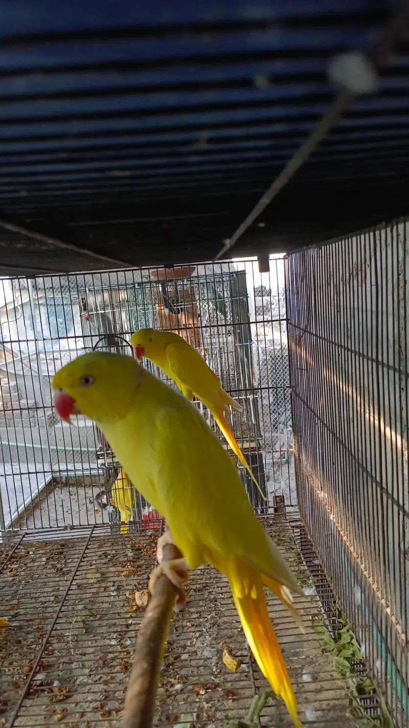parrot — photo 2