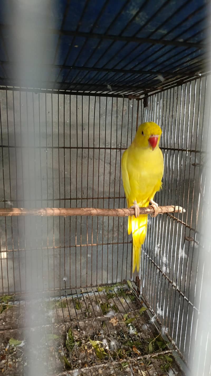 parrot 2