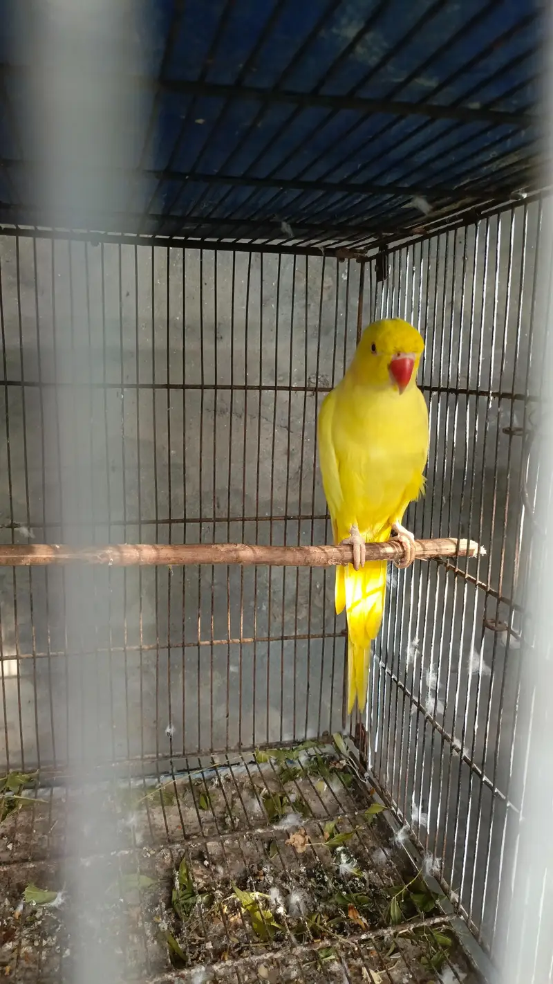 parrot — photo 3