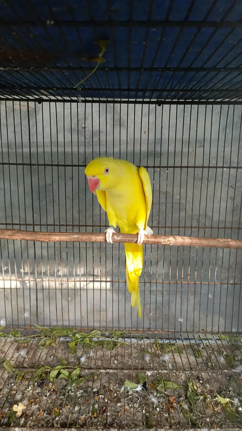 parrot — photo 4
