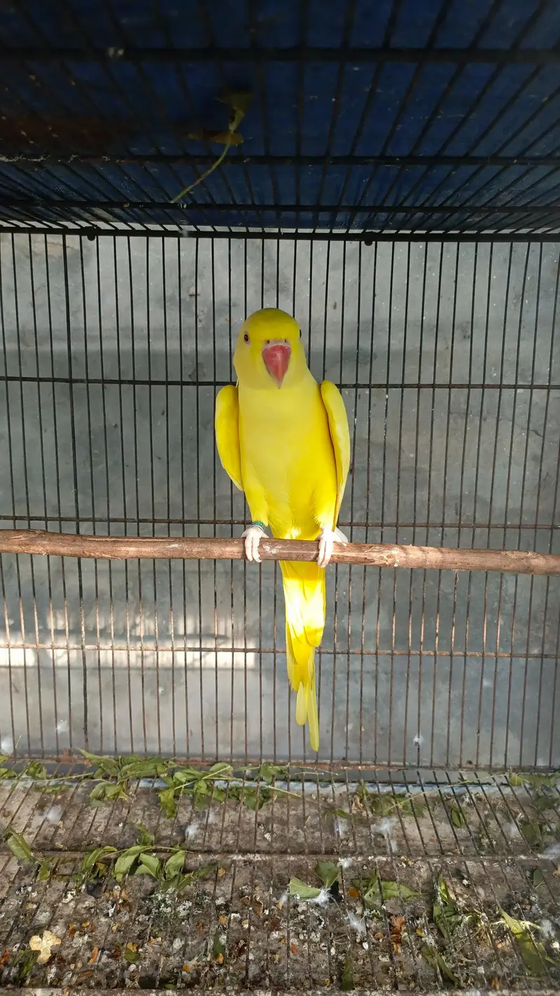 parrot — photo 5