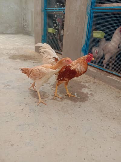 ASEEl female and  Chena dargha male For sale