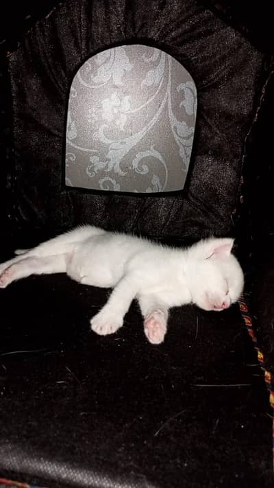 persian cat kitten