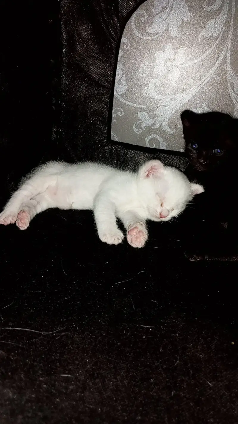 persian cat kitten — photo 2