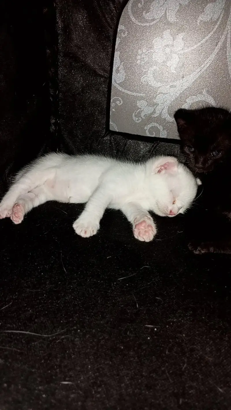 persian cat kitten — photo 3