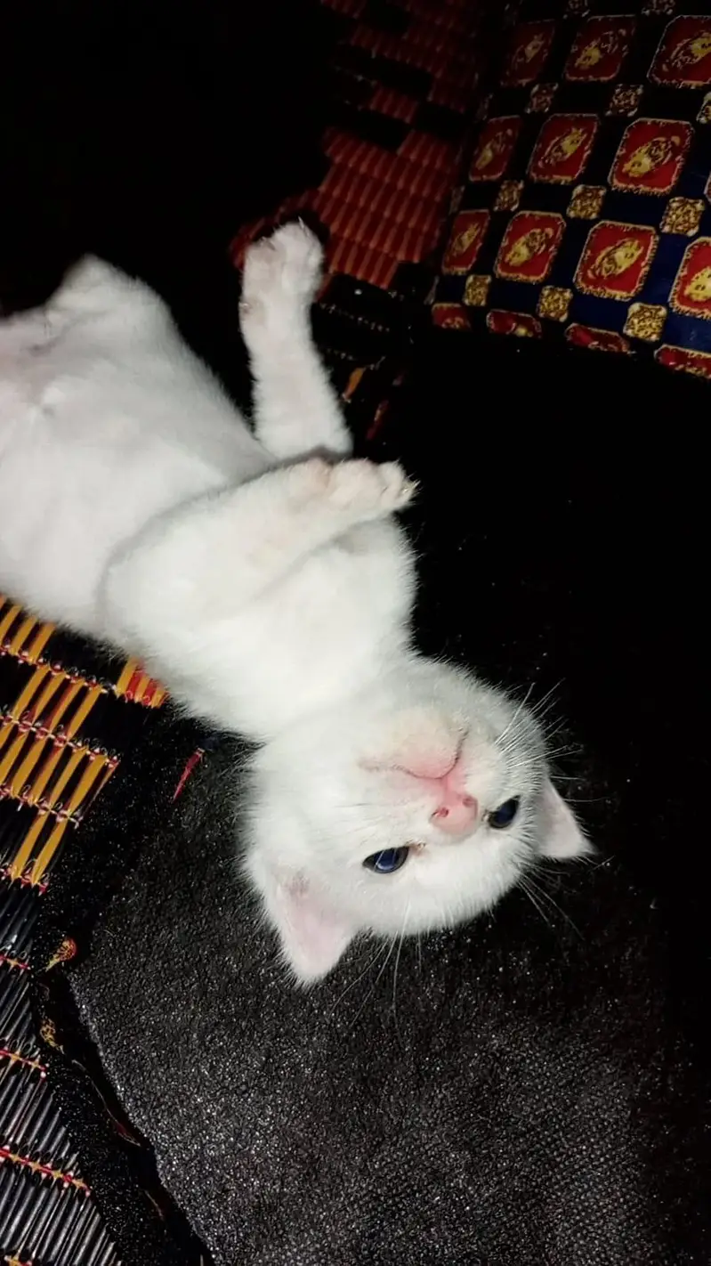 persian cat kitten — photo 4