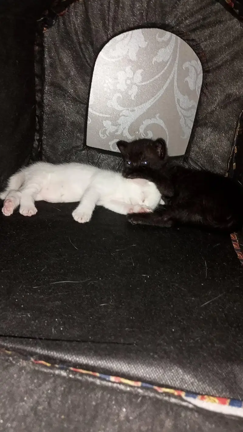 persian cat kitten — photo 5