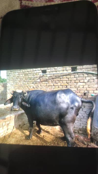گبن بھینس