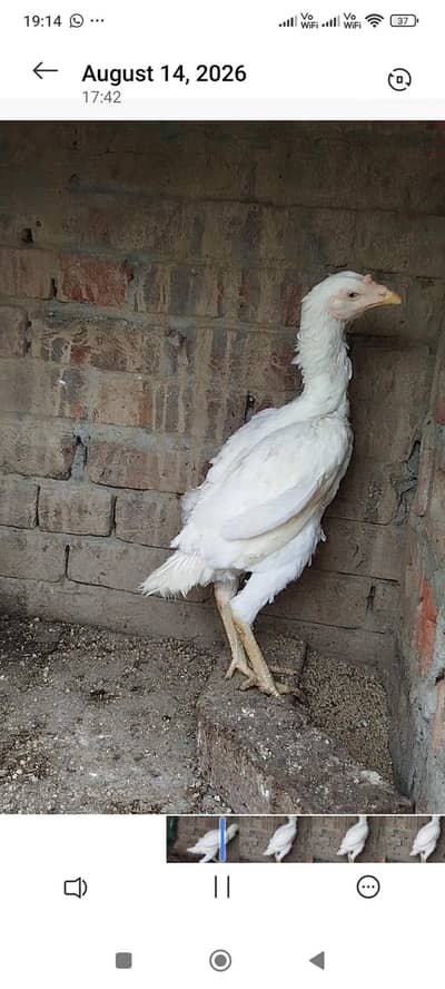 Paper White Aseel Hen full choras nali