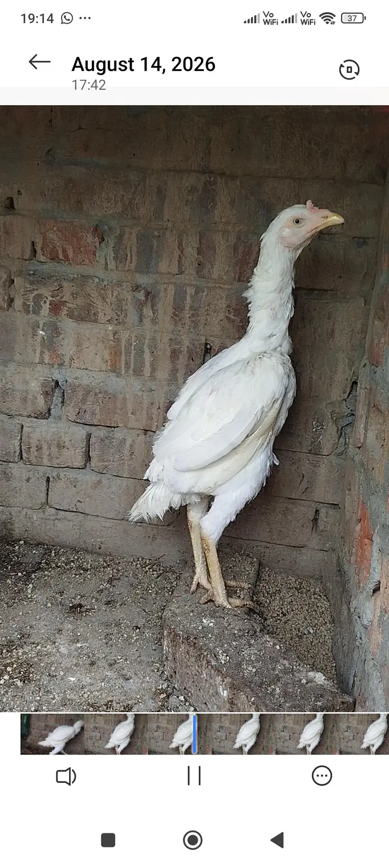 Paper White Aseel Hen full choras nali — photo 2