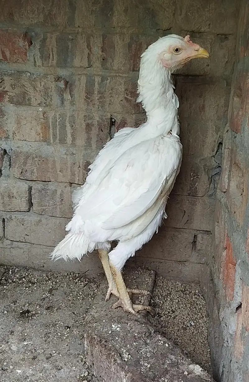 Paper White Aseel Hen full choras nali — photo 3