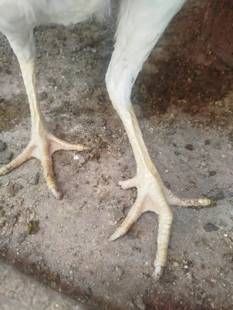 Paper White Aseel Hen full choras nali — photo 4