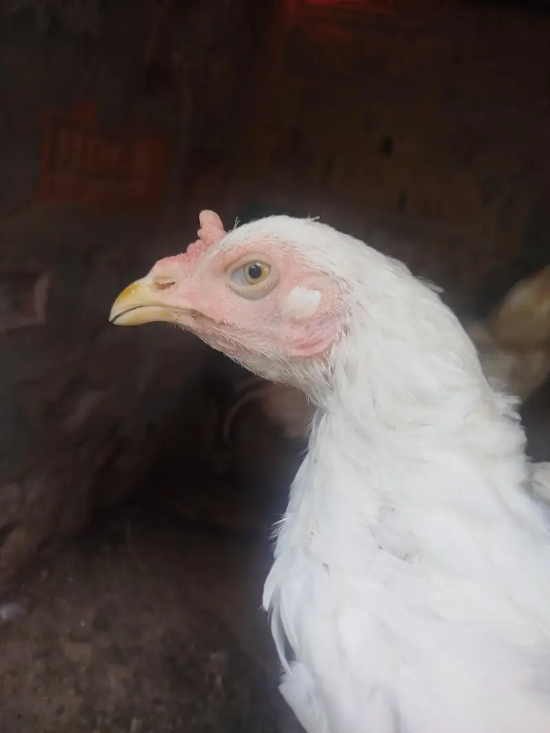 Paper White Aseel Hen full choras nali — photo 5