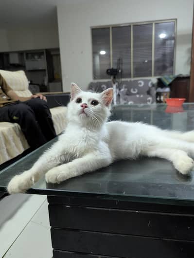 cat for Sale