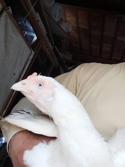 Heera hen