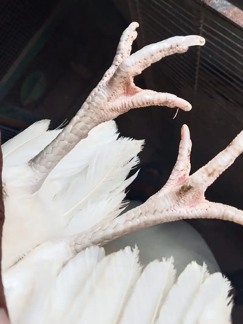 Heera hen — photo 2
