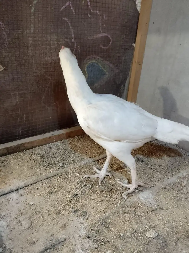 Heera hen — photo 3