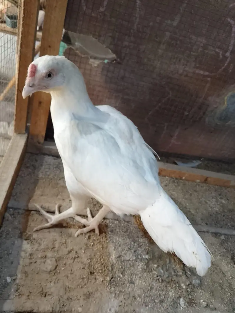 Heera hen — photo 4