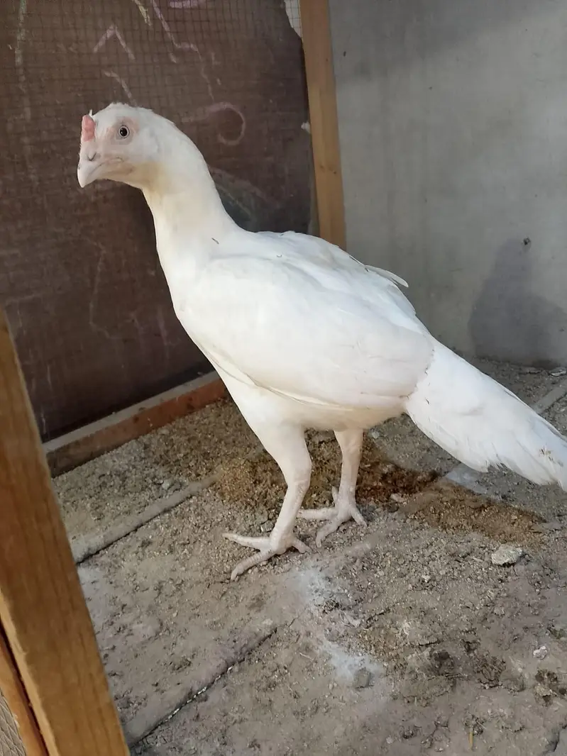 Heera hen — photo 5