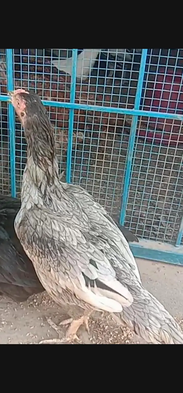 O SHAMOO Cross Slaty Pair Aseel — photo 3