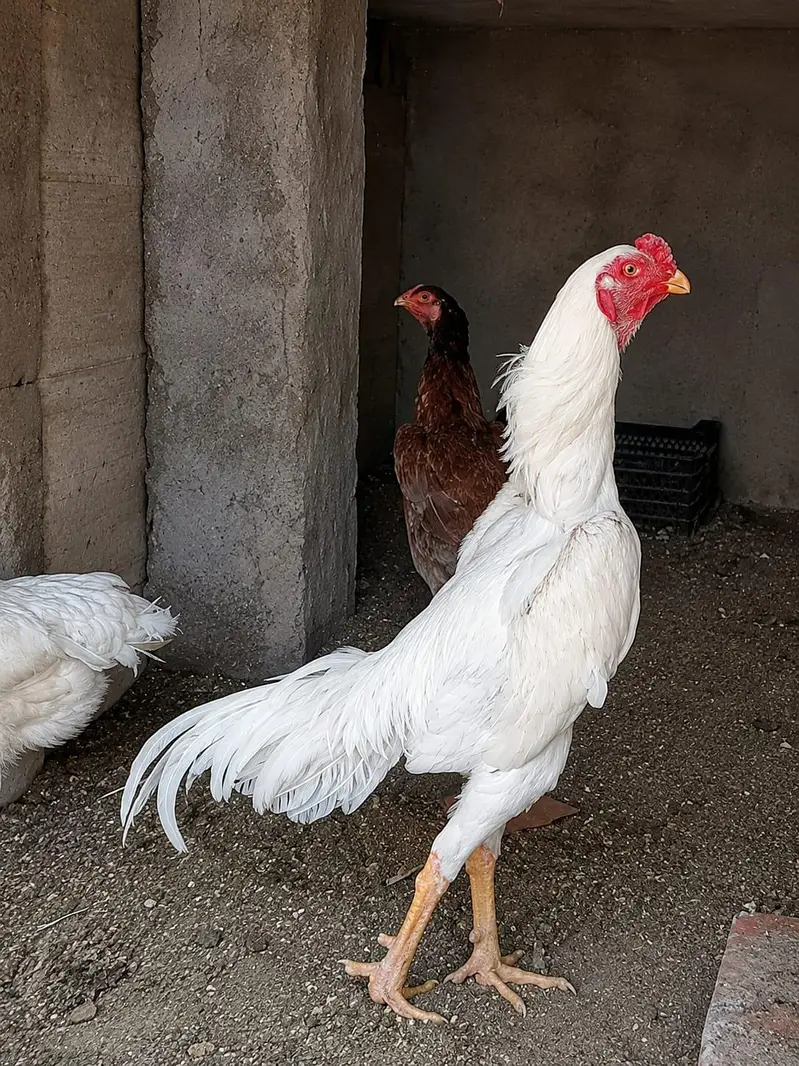 O SHAMOO Cross Slaty Pair Aseel — photo 4