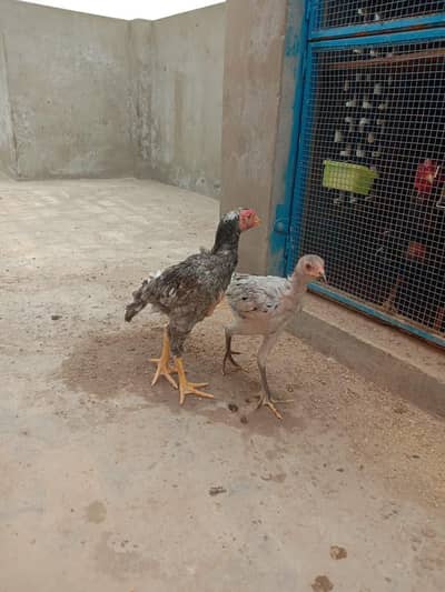 O SHAMOO Cross Slaty Pair Aseel