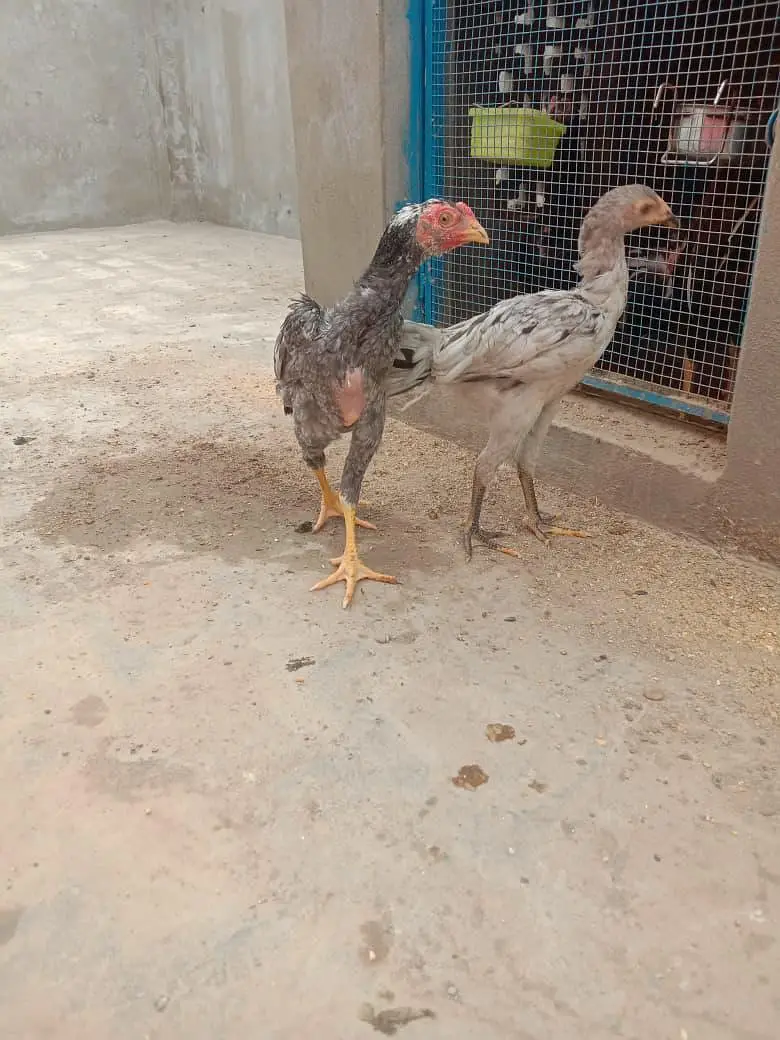 O SHAMOO Cross Slaty Pair Aseel — photo 7