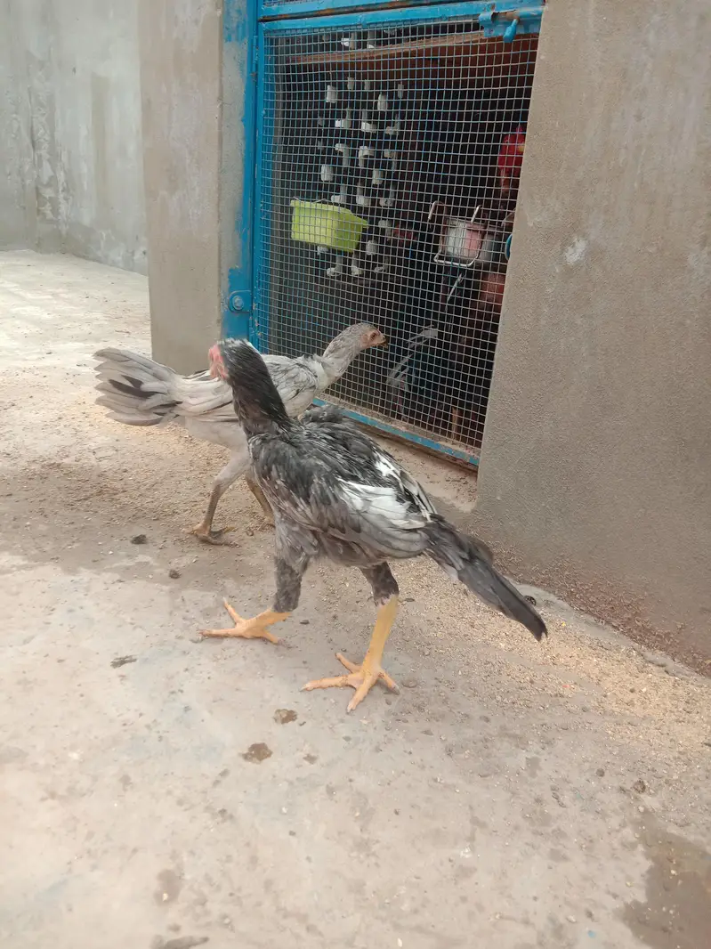 O SHAMOO Cross Slaty Pair Aseel — photo 8
