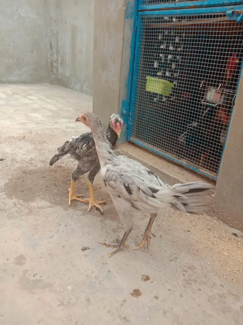 O SHAMOO Cross Slaty Pair Aseel — photo 9