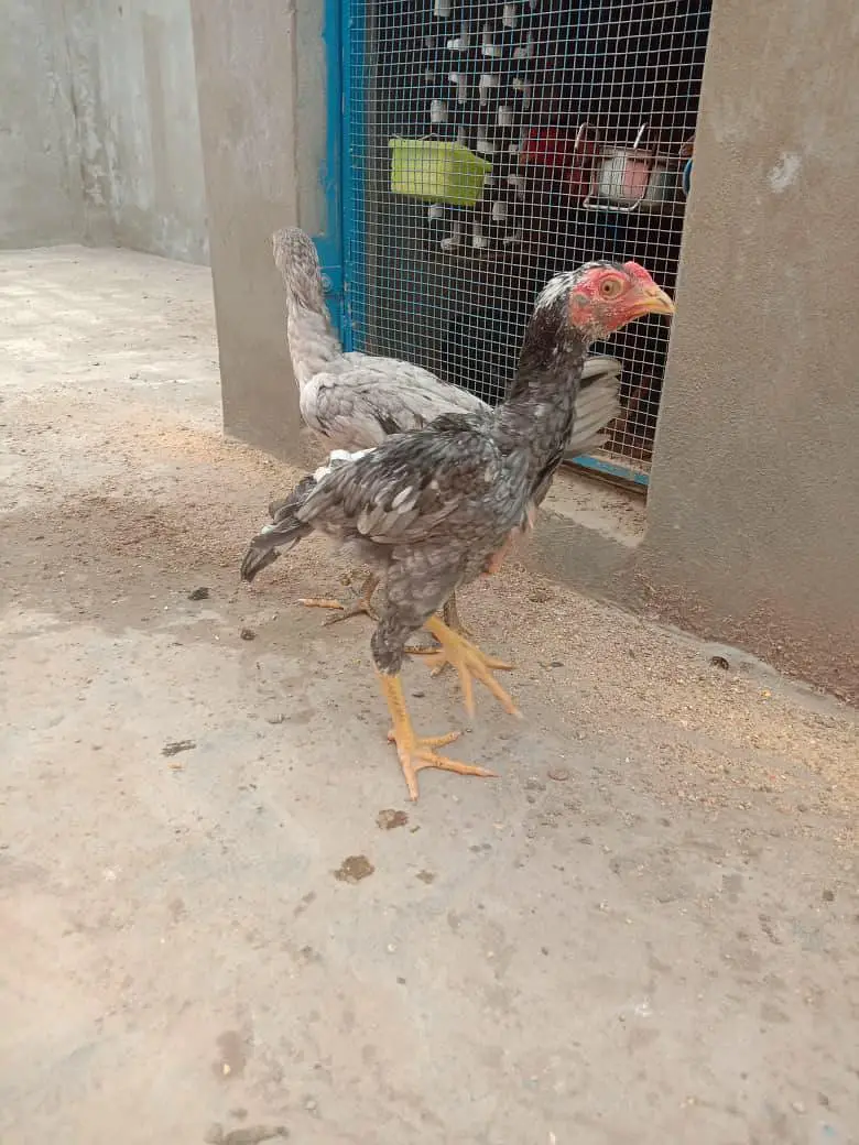 O SHAMOO Cross Slaty Pair Aseel — photo 11