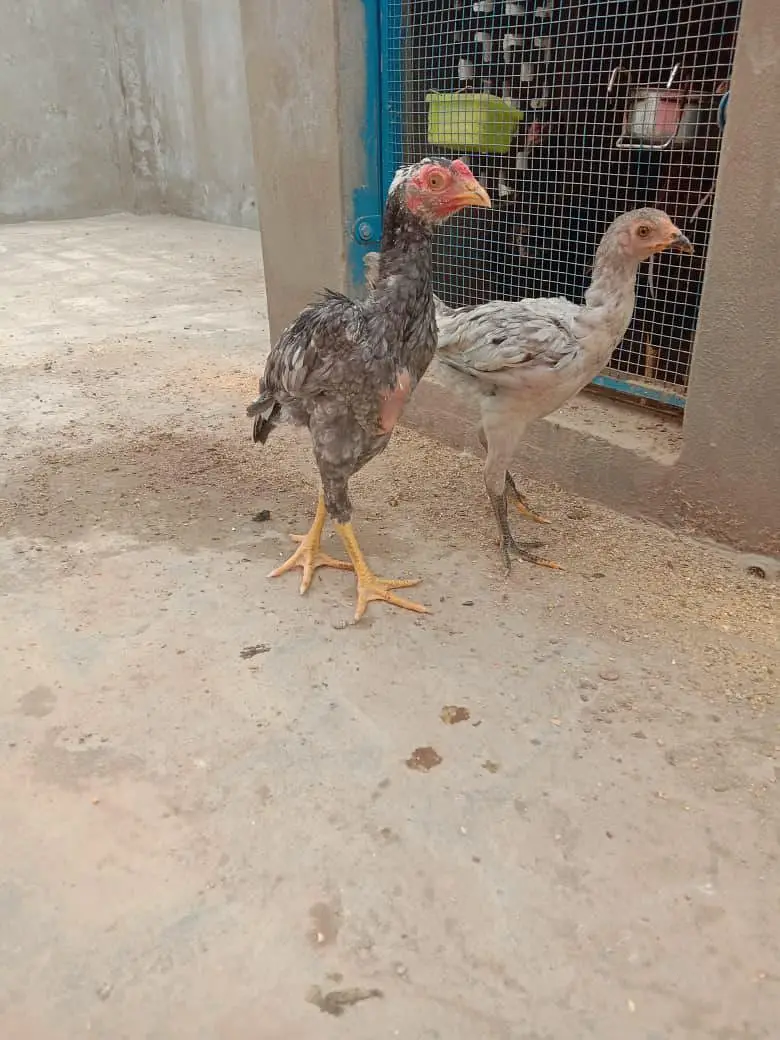 O SHAMOO Cross Slaty Pair Aseel — photo 12