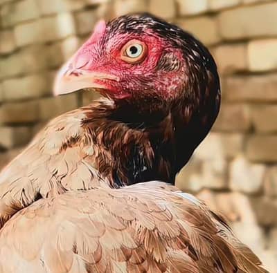 lakhi toply breedar female
