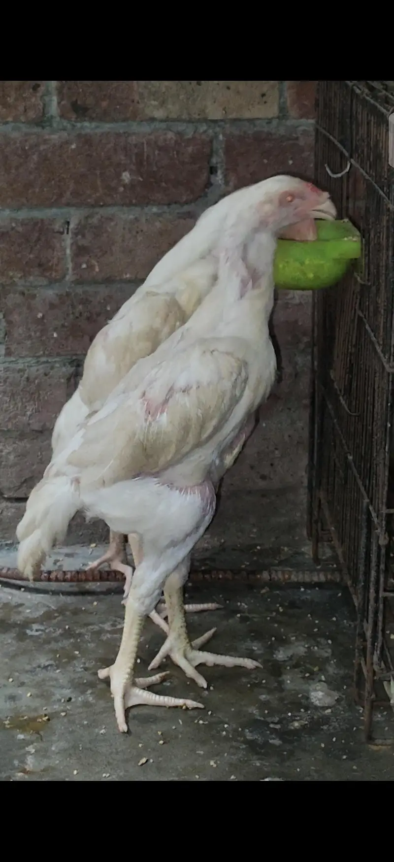 pure with shamo — photo 3