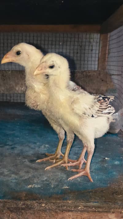 Thai Chicks/ Thai Pair Chicks/ Quality Thai Chicks