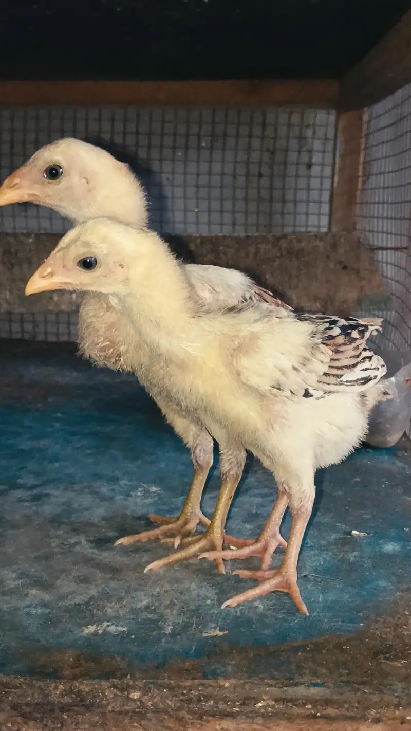 Thai Chicks/ Thai Pair Chicks/ Quality Thai Chicks — photo 2