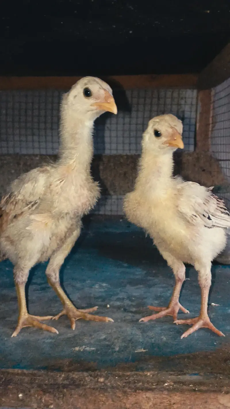 Thai Chicks/ Thai Pair Chicks/ Quality Thai Chicks — photo 3