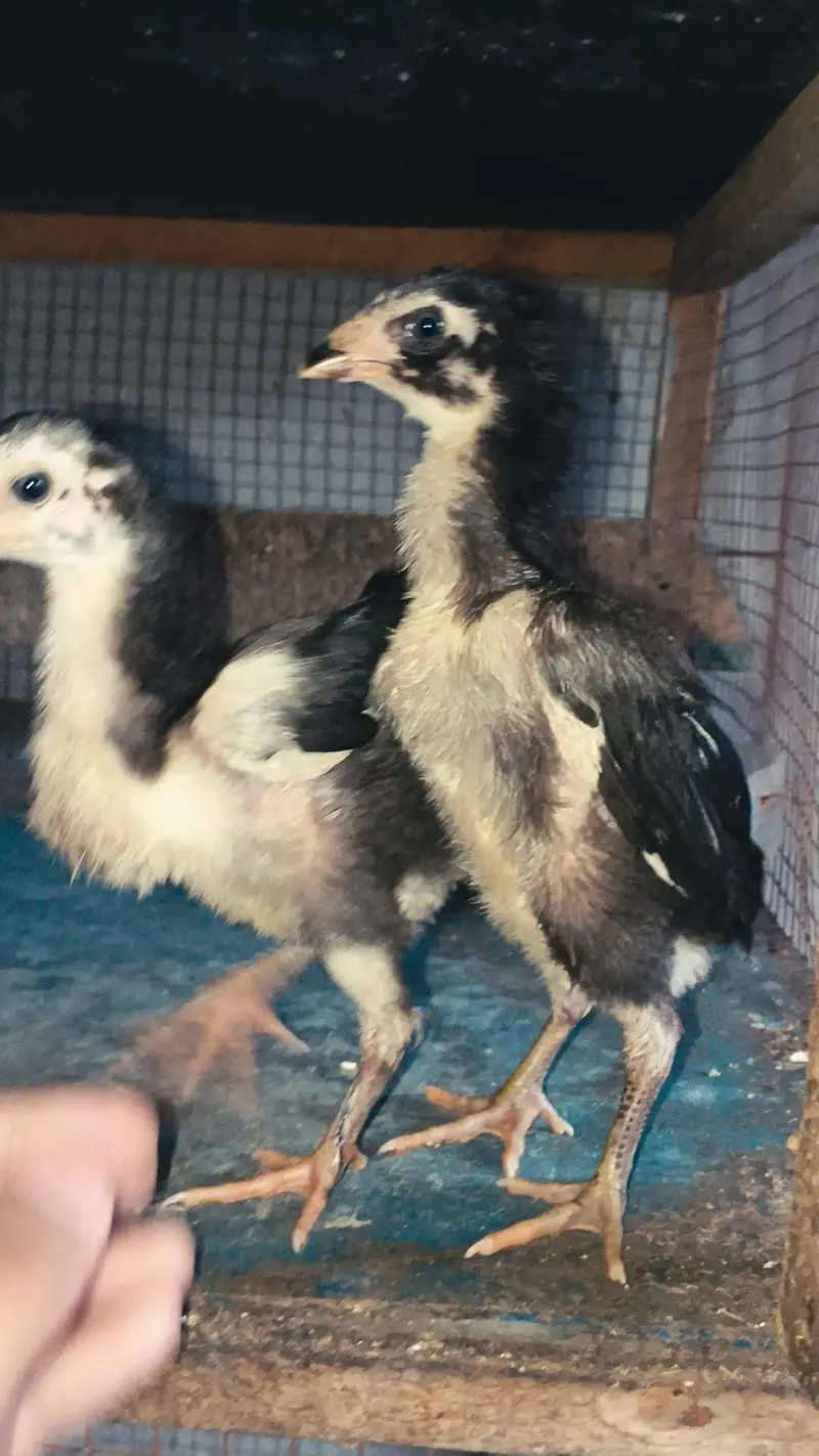 Thai Chicks/ Thai Pair Chicks/ Quality Thai Chicks — photo 4
