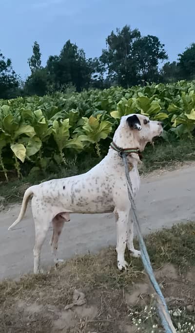 BullDog age 2 years 32 inch